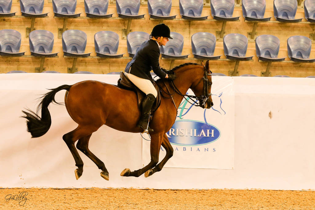 Artistry Mi gets airborne in the Arabian Show Hunter Class