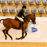 Artistry Mi gets airborne in the Arabian Show Hunter Class