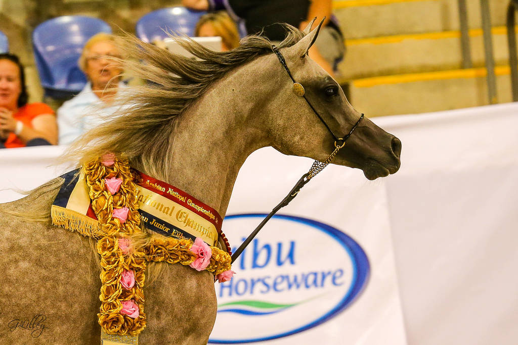 Klassical Fame MI Gold Champion Arabian Junior Filly for G,G and J Farell