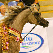 Klassical Fame MI Gold Champion Arabian Junior Filly for G,G and J Farell