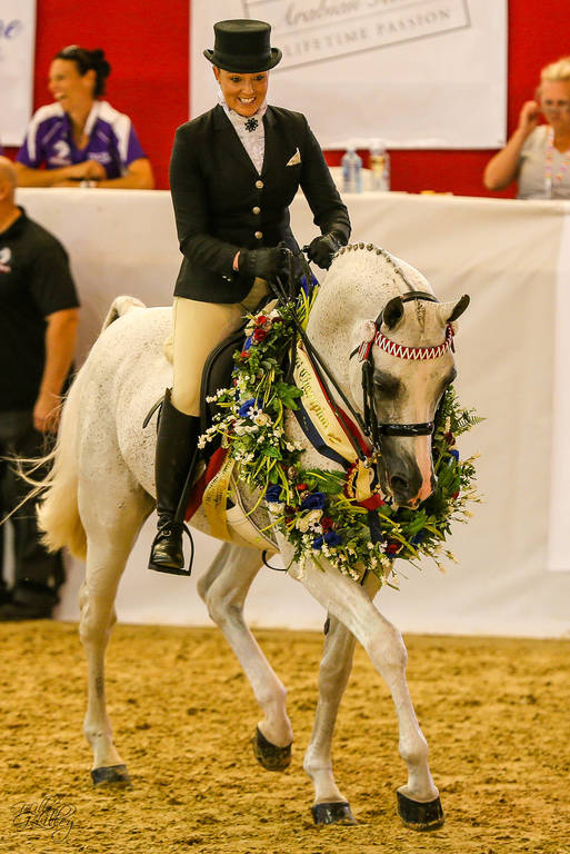 Aamahni Gold Champion ridden Purebred Stallion