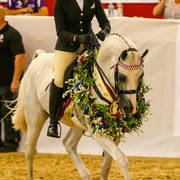 Aamahni Gold Champion ridden Purebred Stallion