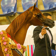 Gold Champion Arabian Yearling Filly A Vision Mi for G,G and J Farrell