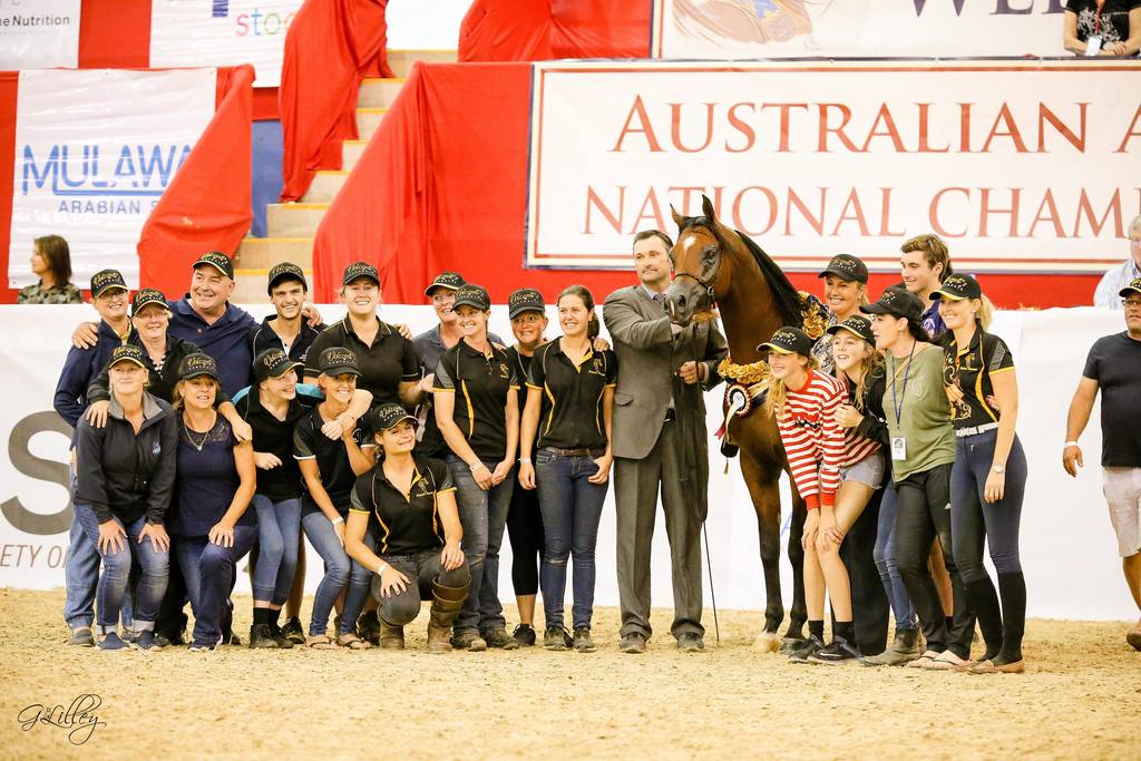 Volcom FF Gold Champion Junior Arabian Colt for Future Farms