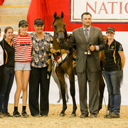 Satisfy FF Gold Champion Yearing Purebred Colt Future Farms