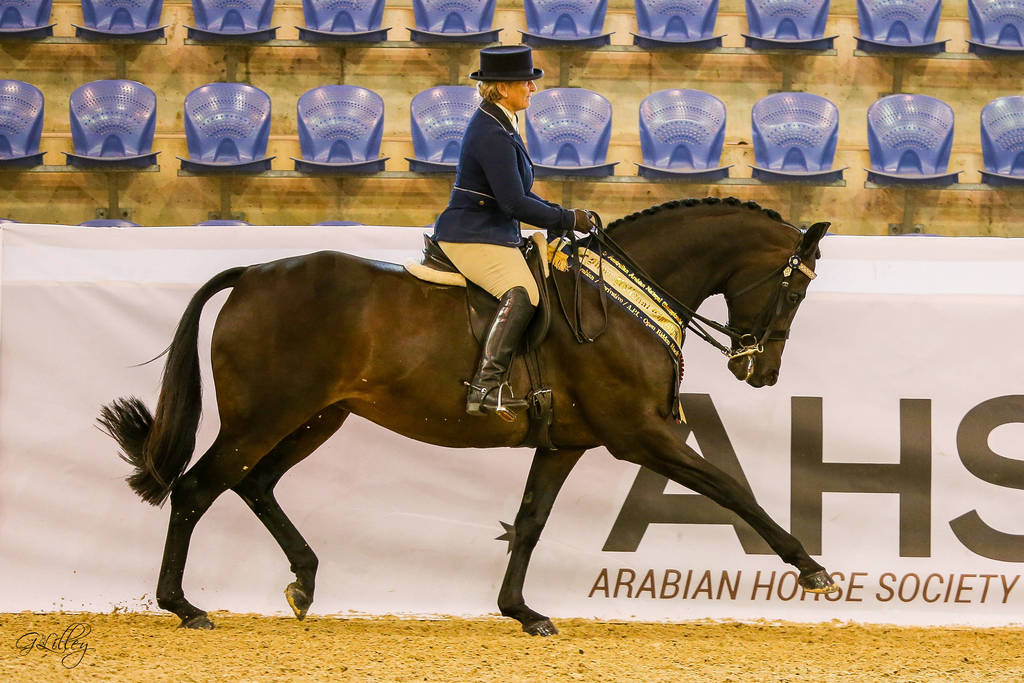 Esk Versace Seaham Grange stud-Silver Champion Show hack