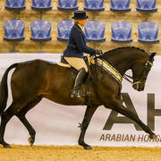 Esk Versace Seaham Grange stud-Silver Champion Show hack