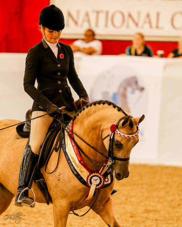 Gleniph Tiramisu Champion Pony Galloway Bridlepath hack