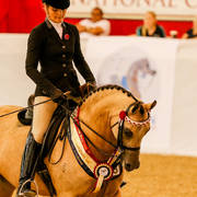 Gleniph Tiramisu Champion Pony Galloway Bridlepath hack