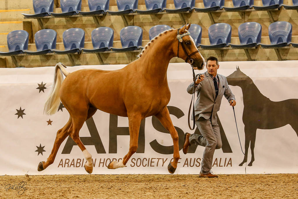 Foxwood Aztec Gold Champion Led Arabian Stockhorse for Krystie Baker