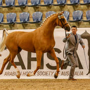 Foxwood Aztec Gold Champion Led Arabian Stockhorse for Krystie Baker