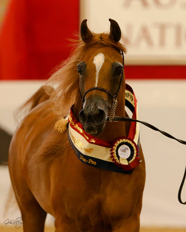Satin Doll  with Brittney Hardwick Champion led Non Pro Purebred Breeding Exhibit