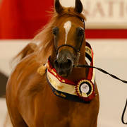 Satin Doll  with Brittney Hardwick Champion led Non Pro Purebred Breeding Exhibit