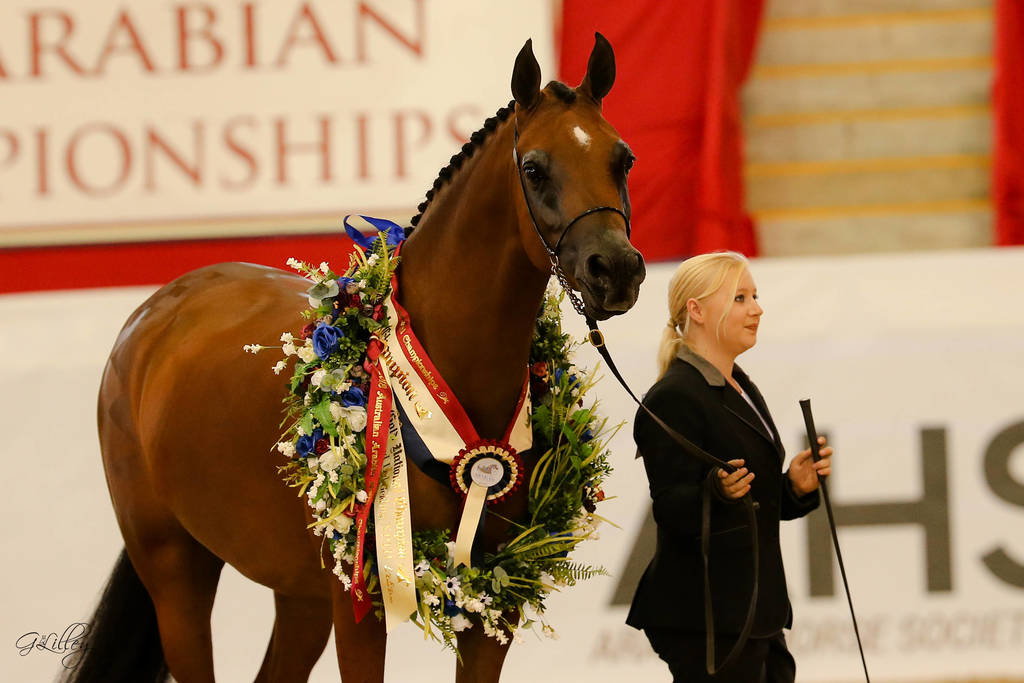 Georgio KA with Brittney Hardwick Champion led Non Pro Purebred Gelding