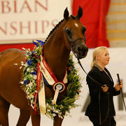 Georgio KA with Brittney Hardwick Champion led Non Pro Purebred Gelding
