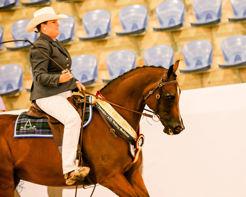 Champion Australian Pleasure and Working Stockhorse -Just Magnetic with Petrina Gear