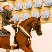 Champion Australian Pleasure and Working Stockhorse -Just Magnetic with Petrina Gear