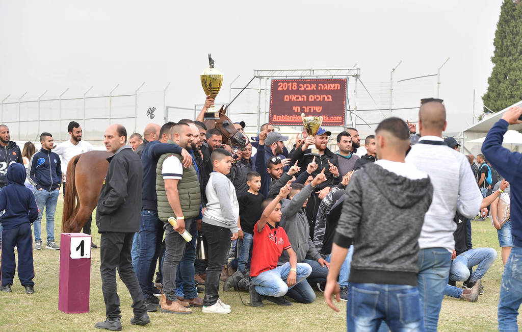 Senior Stallion Gold Champion: Masaoud (Solaz J X Jowara Al Okab)