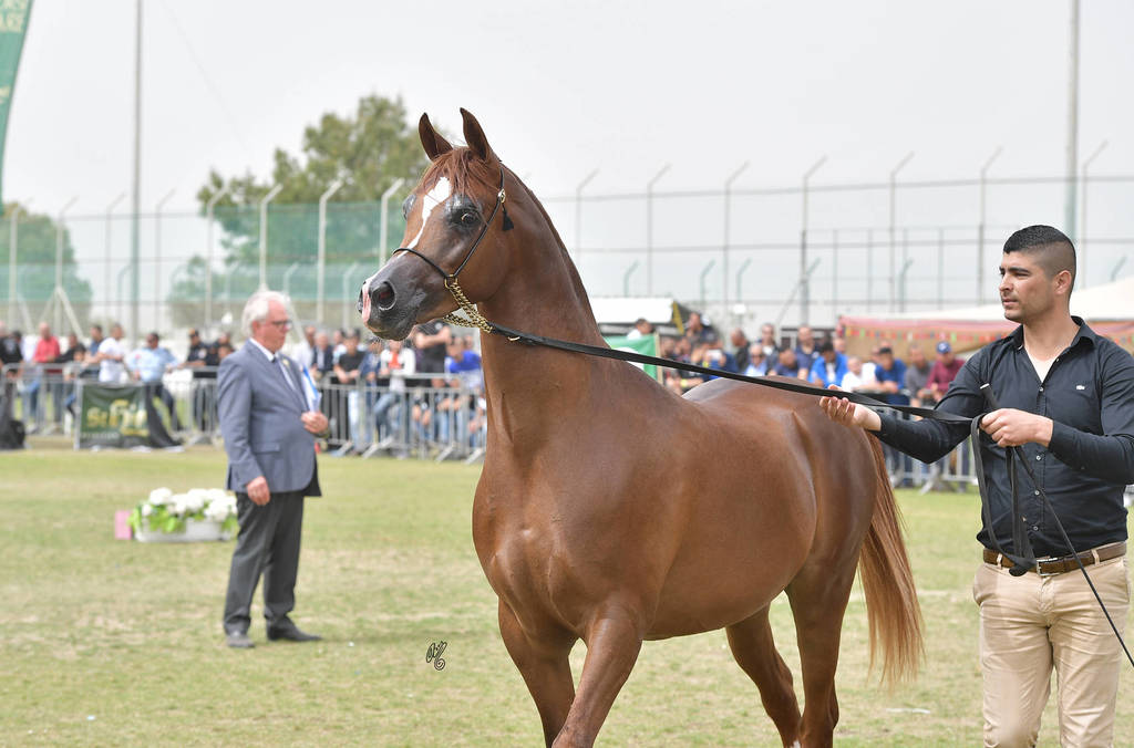 Senior Stallion Gold Champion: Masaoud (Solaz J X Jowara Al Okab)