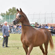 Senior Stallion Gold Champion: Masaoud (Solaz J X Jowara Al Okab)