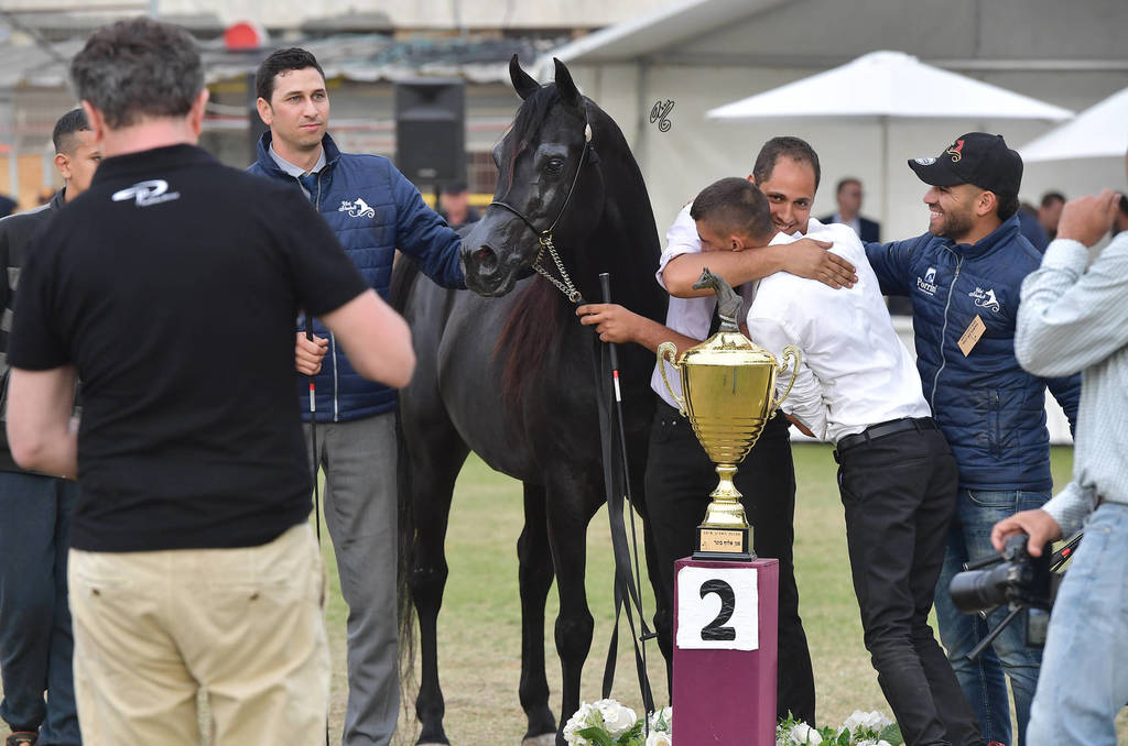 Senior Stallion Silver Champion: The Millenium Star (Al Ashkar X WCR Black Diamond)