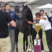 Senior Stallion Silver Champion: The Millenium Star (Al Ashkar X WCR Black Diamond)