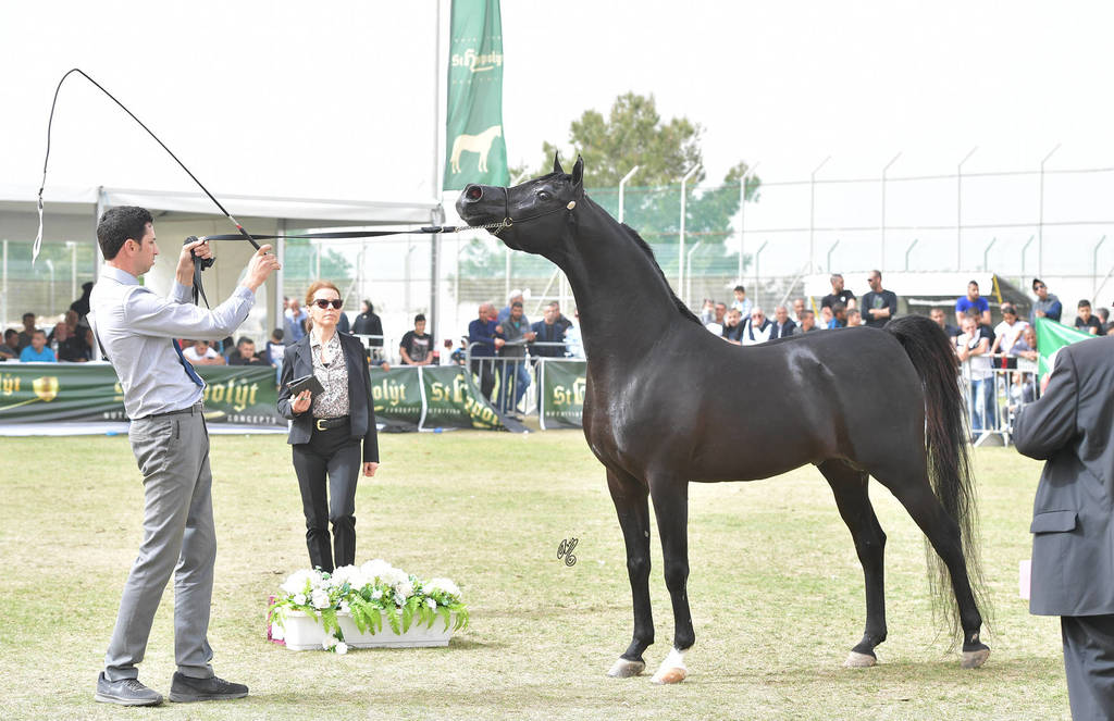 Senior Stallion Silver Champion: The Millenium Star (Al Ashkar X WCR Black Diamond)