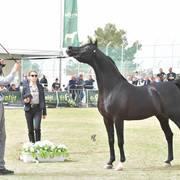 Senior Stallion Silver Champion: The Millenium Star (Al Ashkar X WCR Black Diamond)