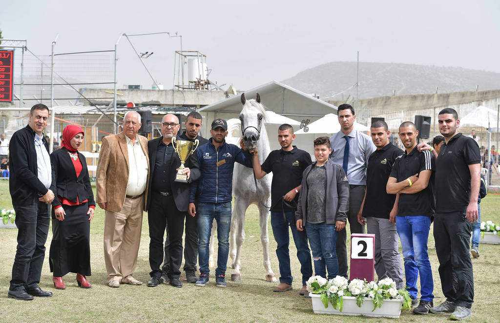 Senior Stallion Bronze Champion: El Ajam MP (Al Ayal AA X Sonbolidaa DMF)