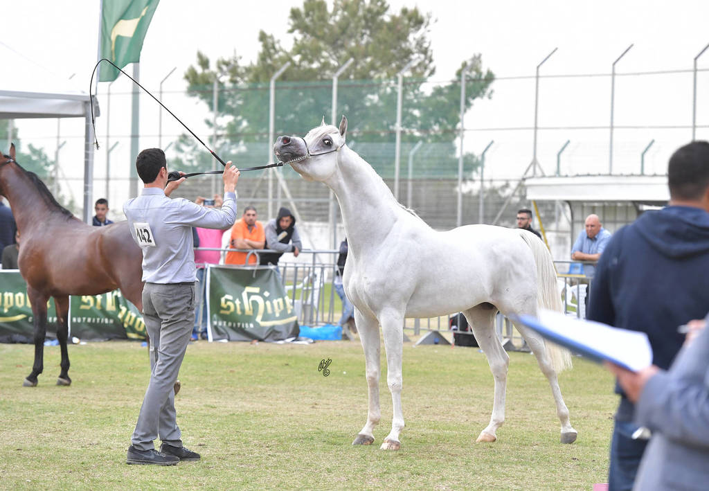 Senior Stallion Bronze Champion: El Ajam MP (Al Ayal AA X Sonbolidaa DM
