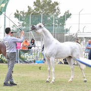 Senior Stallion Bronze Champion: El Ajam MP (Al Ayal AA X Sonbolidaa DM
