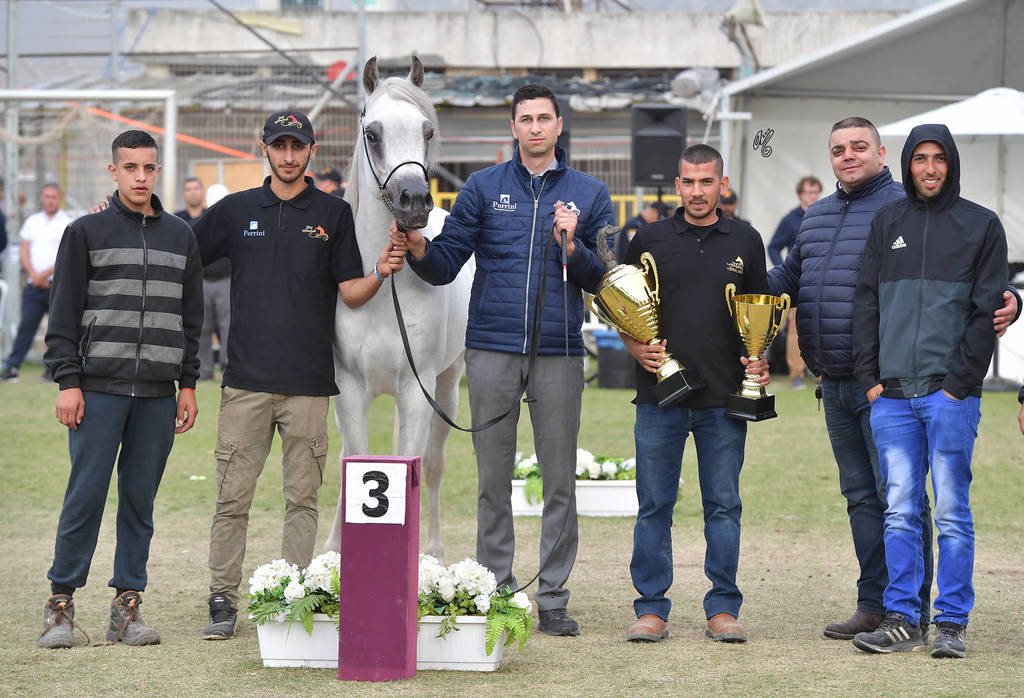 Senior Stallion Bronze Champion: El Ajam MP (Al Ayal AA X Sonbolidaa DM