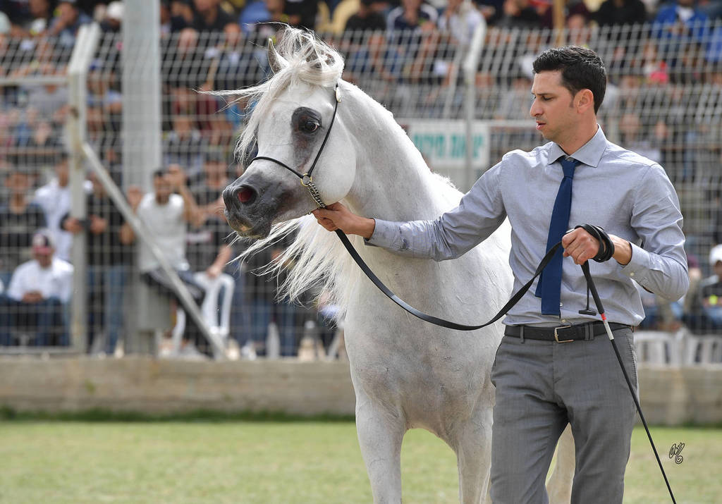 Senior Stallion Bronze Champion: El Ajam MP (Al Ayal AA X Sonbolidaa DM