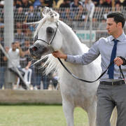Senior Stallion Bronze Champion: El Ajam MP (Al Ayal AA X Sonbolidaa DM