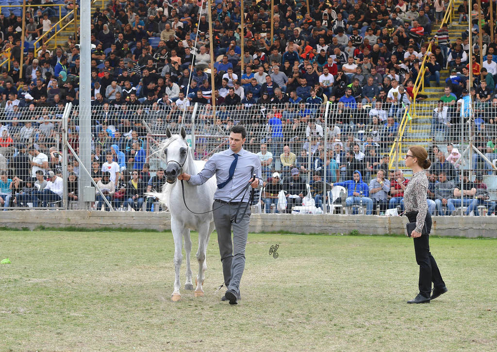 Senior Mare Gold Champion: Hala Al Fawaz (Laheeb X Zara TDD) 