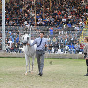 Senior Mare Gold Champion: Hala Al Fawaz (Laheeb X Zara TDD) 
