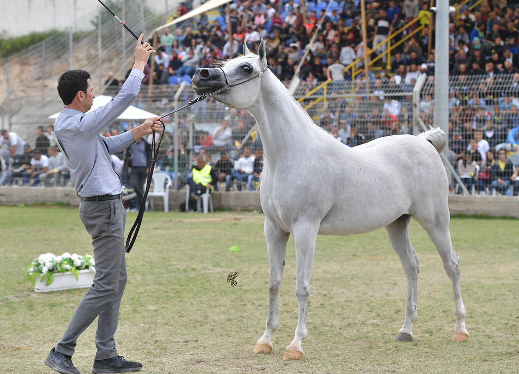 Senior Mare Gold Champion: Hala Al Fawaz (Laheeb X Zara TDD) 