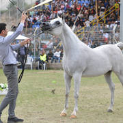 Senior Mare Gold Champion: Hala Al Fawaz (Laheeb X Zara TDD) 