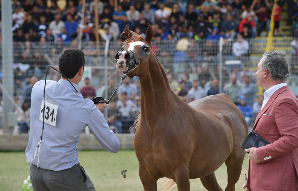 Senior Mare Silver Champion: Heelim JFD (Solaz J X Al Waad)