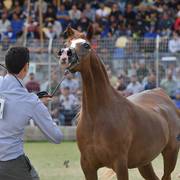 Senior Mare Silver Champion: Heelim JFD (Solaz J X Al Waad)