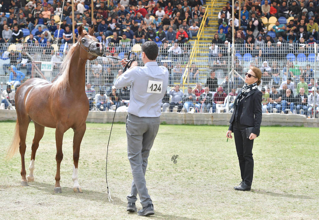 Senior Mare Bronze Champion:  Hakaia Ein Al Jamal (Solaz J X Jowhara Al Okab)