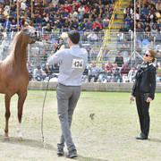 Senior Mare Bronze Champion:  Hakaia Ein Al Jamal (Solaz J X Jowhara Al Okab)