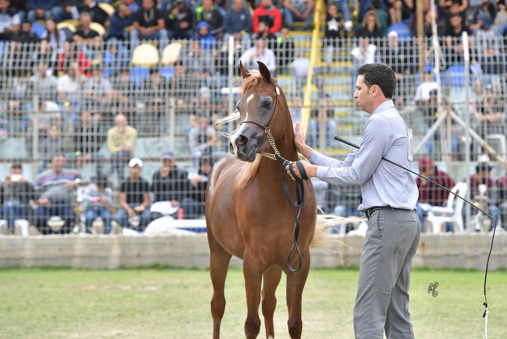Senior Mare Bronze Champion:  Hakaia Ein Al Jamal (Solaz J X Jowhara Al Okab)