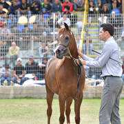 Senior Mare Bronze Champion:  Hakaia Ein Al Jamal (Solaz J X Jowhara Al Okab)