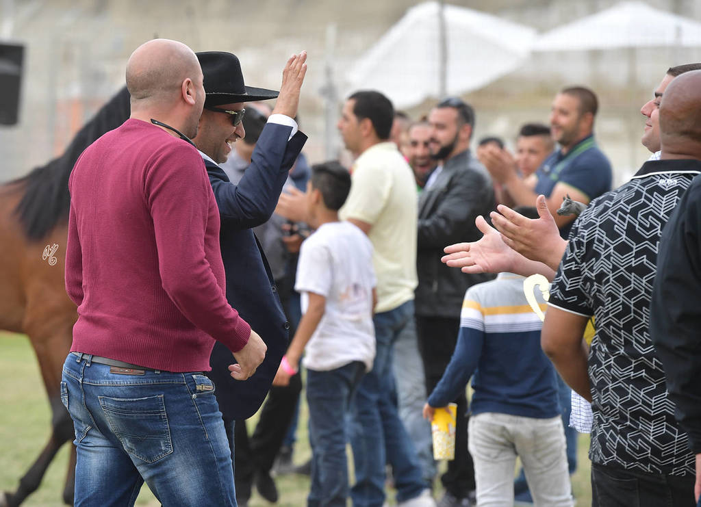 Junior Colt Gold Champion: Qais Al Usool (Fadi Al Shaqab X Laila BT Shaikira)