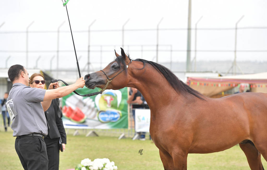 Junior Colt Gold Champion: Qais Al Usool (Fadi Al Shaqab X Laila BT Shaikira)