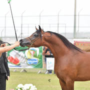 Junior Colt Gold Champion: Qais Al Usool (Fadi Al Shaqab X Laila BT Shaikira)