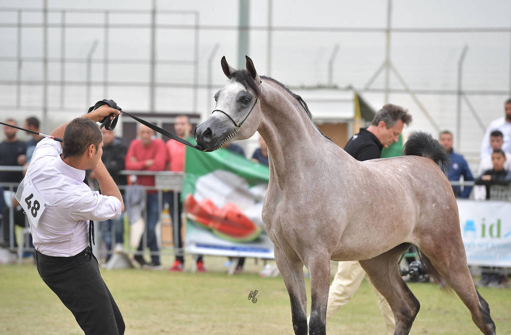 Junior Colt Silver Champion: Baha Al Quds (EKS Alihandro X Marhabaa)