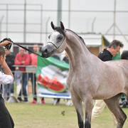 Junior Colt Silver Champion: Baha Al Quds (EKS Alihandro X Marhabaa)