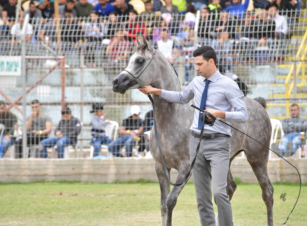 Junior Colt Bronze Champion: TGA Rahees (WH Justice X WC Martini)